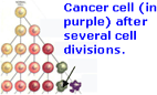 A cancer cell after several cell divisions.