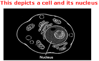A cell and its nucleus